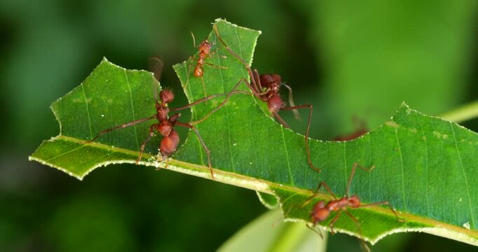 Leaf cutter ants (Atta sp.) cutting leaves speeded up, Napo province, Ecuador. The leaf sections are carried back to the nest and used to grow a fungus upon which the ants feed.