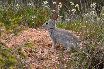 Wildkaninchen // European rabbit, coney (Oryctolagus cuniculus) - Andalusien, Spanien © bennytrapp