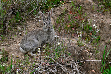 European rabbit, coney // Wildkaninchen (Oryctolagus cuniculus) - Andalusia, Spain © bennytrapp