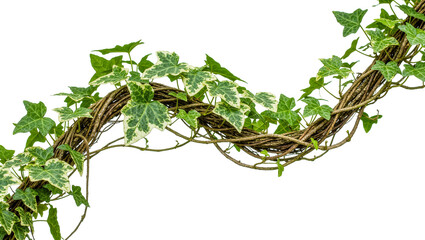 Twisted brown vine with variegated green ivy leaves, isolated on transparent background © James