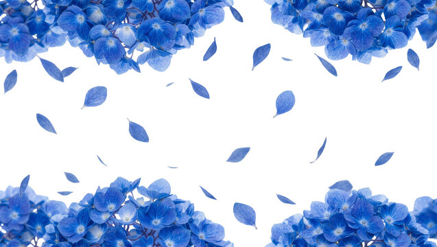 Vibrant blue hydrangea flowers and petals falling, isolated on transparent background