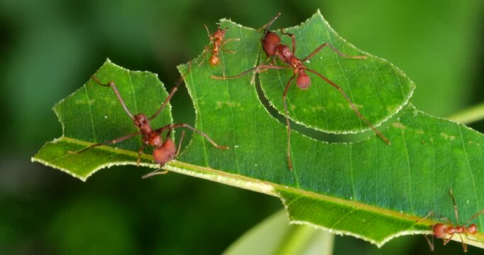 Leaf cutter ants (Atta sp.) cutting leaves speeded up, Napo province, Ecuador. The leaf sections are carried back to the nest and used to grow a fungus upon which the ants feed.