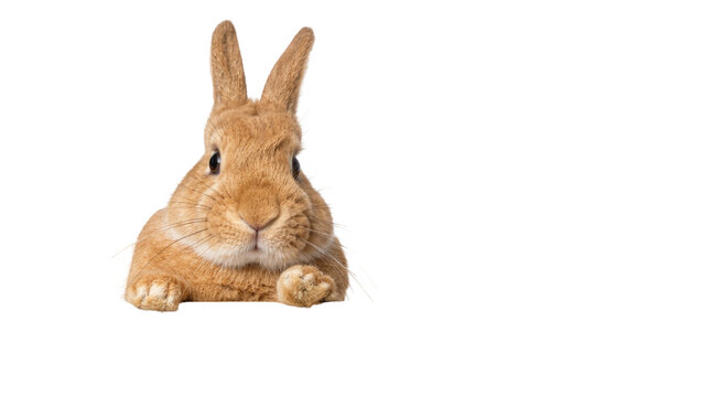 Fluffy brown rabbit peeking over edge, isolated on transparent background
