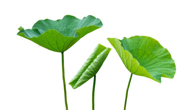 Three vibrant green lotus leaves with textured surfaces, isolated on transparent background