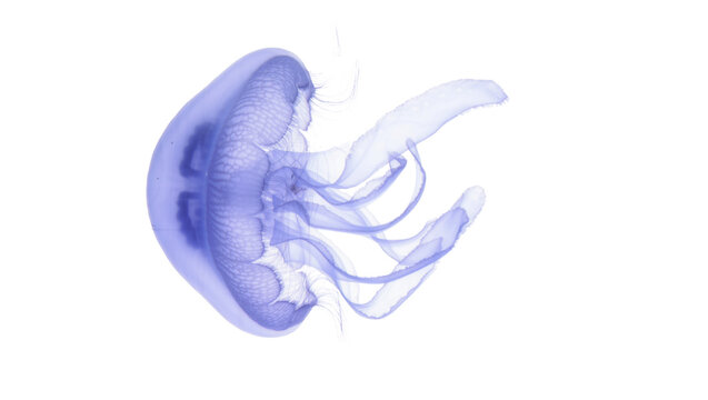 Translucent blue jellyfish with flowing tentacles, isolated on transparent background