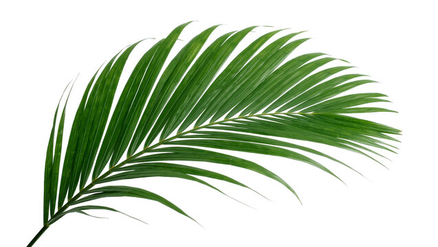 Vibrant green palm frond with delicate leaflets, isolated on transparent background