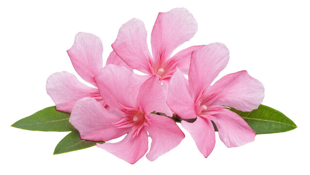 Delicate pink oleander flowers with green leaves, isolated on transparent background