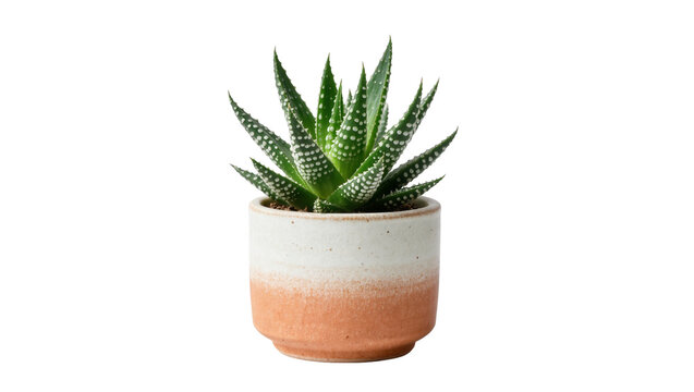 Green succulent plant with white spots in a two-tone ceramic pot, isolated on transparent background