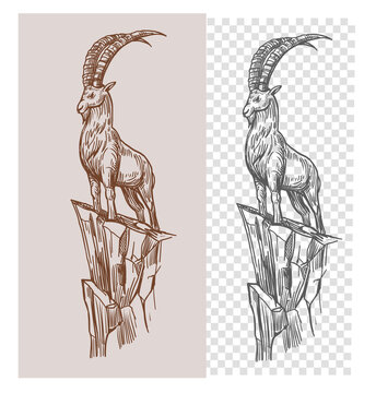 Mountain goat, ibex,  Hand drawn vector sketch illustration, outline