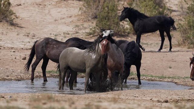 Wild horses splashing in slow motion in the desert in Utah.
