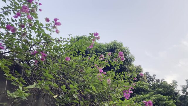 Vibrant Pinkish Purple Orchids and Tree Foliage Under Bright Daylight