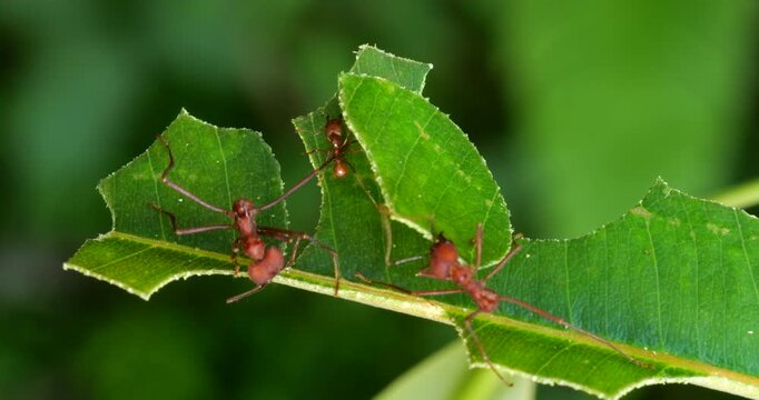 Leaf cutter ants (Atta sp.) cutting leaves. In the rainforest understory, Napo province, Ecuador. The leaf sections are carried back to the nest and used to grow a fungus upon which the ants feed.