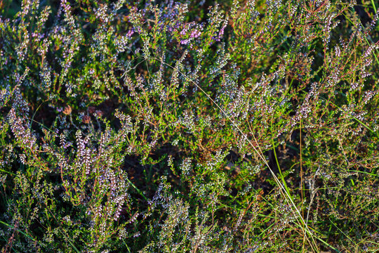 Heather growing to bloom at Leersumse Veld as part of the Utrechtse Heuvelrug park