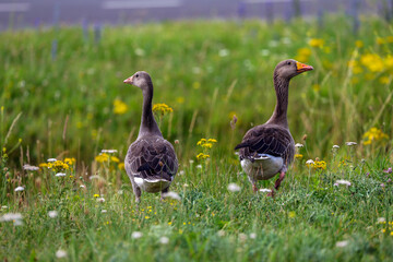 Canadian geese with their young in the Port of Rotterdam as their habitat © André Muller