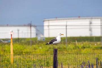 Fototapeta premium Seagull on pole in the Port of Rotterdam as their habitat
