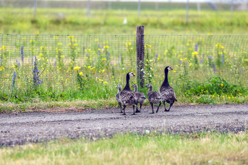 Canadian geese with their young in the Port of Rotterdam as their habitat © André Muller