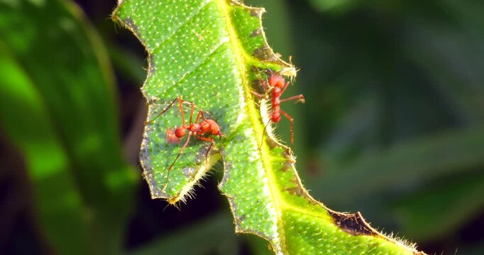 Leaf cutter ants (Atta sp.) cutting leaves. In the rainforest understory, Napo province, Ecuador. The leaf sections are carried back to the nest and used to grow a fungus upon which the ants feed.