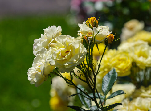 Rosa Golden Parero rose in bloom at Guldenmondplantsoen in Boskoop