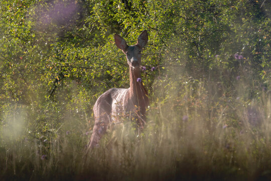 roe deer doe standing in woodland meadow