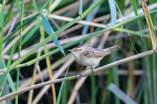 sedge warbler perched among dense reed stems