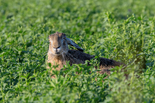 european hare resting alert in green meadow