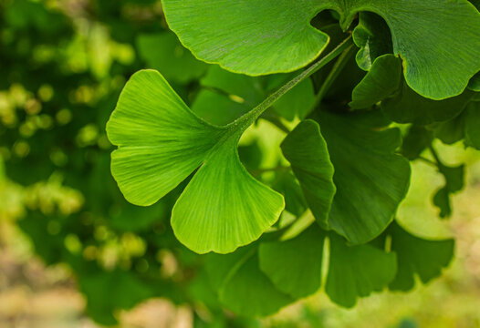 Fresh green Ginkgo Biloba leaves illuminated by sunlight, creating a vibrant natural botanical background with soft bokeh, organic texture and a peaceful atmosphere.