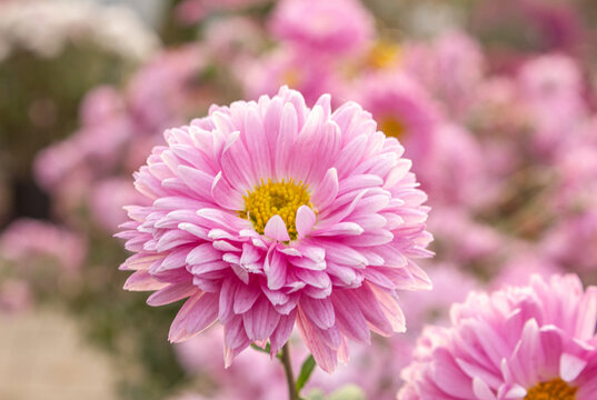 Pink Chrysanthemum Flower close up with soft garden bokeh, delicate petals and romantic floral background in pastel colors.