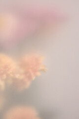 Obraz premium Smoke selected soft focus autumn chrysanthemum aster Flower bouquet through translucent matte frosted glass. Abstract natural blurred grain light fog background.