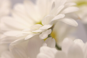 Fototapeta premium Close-up smoke selected soft focus cream beige white Chamomile, chrysanthemums; aster, gerbera Flower bud. Neutral macro background