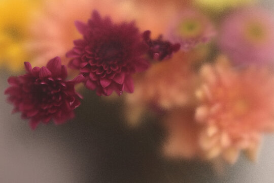 Smoke selected soft focus autumn chrysanthemum aster Flower bouquet through translucent matte frosted glass. Abstract natural blurred grain fog background.