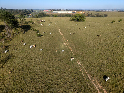 Aerial view of cattle grazing in a green pasture with rolling hills and scattered trees in the countryside of Brazil.