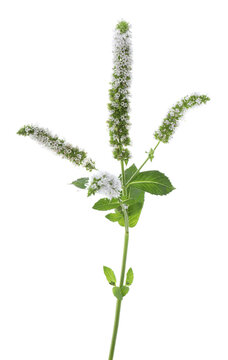 Aromatic spearmint with green leaves and beautiful flowers isolated on white