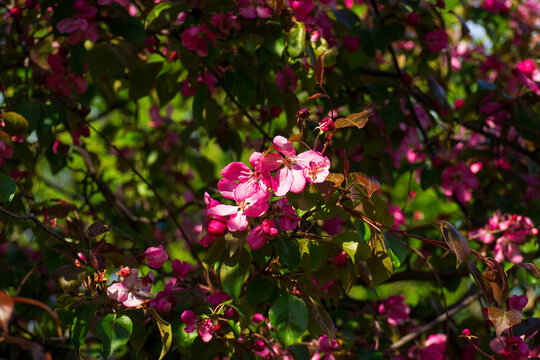 Bright pink malus blossoms blooming densely on tree branches. Beautiful spring apple flowers surrounded by green and brown leaves. Natural floral background for your projects.