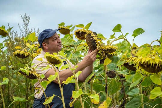 A dedicated farmer examines sunflower heads in a vast field under a cloudy sky. The yellow blooms stand tall, showcasing nature's beauty during the harvest season
