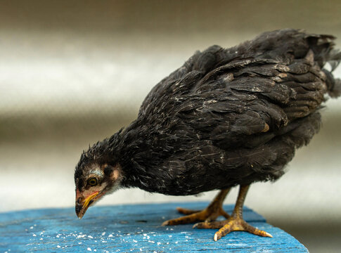 A young black chicken curiously bends down to peck at scattered grains on a bright blue wooden surface. The rustic background adds charm to the scene