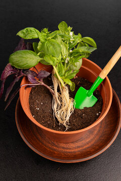 Flowering basil plant background vertical closeup with fresh green and purple leaves texture, organic herbs seedlings repotting with garden shovel in pot soil, dark top view portrait copy space for ur