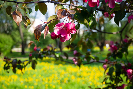Vibrant pink malus blossoms blooming on branch in sunny spring park. Close up of beautiful bright apple flowers with blurred field of yellow dandelions background. Natural fresh concept background.