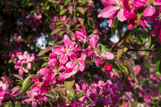 Vibrant pink apple tree blossoms in spring orchard. Agriculture background for your designs.