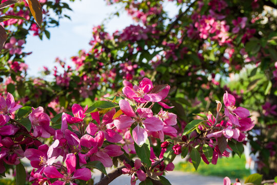 Vibrant pink apple blossoms on branch. Natural floral background for your projects. Spring garden concept.