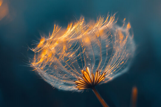 Backlit dandelion seed head glowing with warm light against a dark blue background