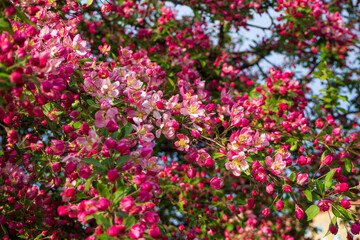 Fototapeta premium Dense vibrant pink blossoms and buds cover tree branch with green leaves against blue sky. Beautiful spring nature scene captures blooming cluster in sunlight.