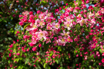 Obraz premium Dense clusters of vibrant pink and white blossoms with red buds and green leaves. Apple tree in fool bloom. Beautiful spring nature scene captured in bright sunlight against blurred background.