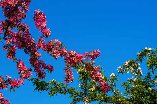 Beautiful pink and white apple blossoms bloom against clear blue sky. Blooming malus tree branches with copy space in sunny spring garden. Perfect natural background.