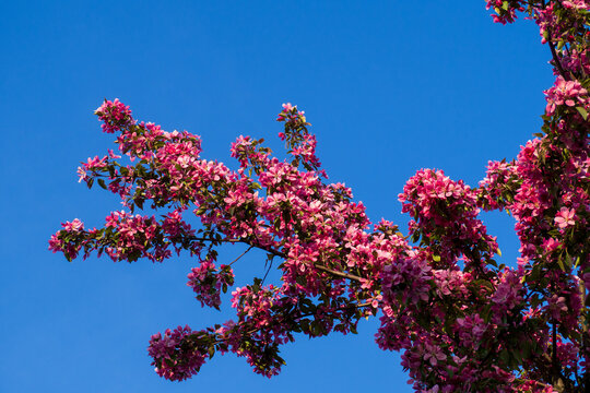 Vibrant blooming apple tree branch with rich pink flowers against clear blue sky. Bright natural background for seasonal spring designs.