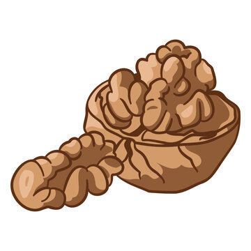 Nuts illustration food