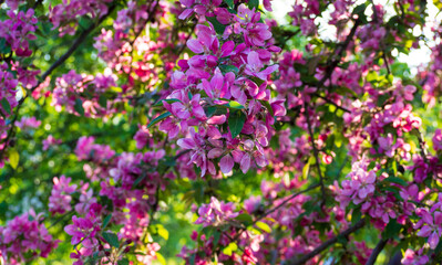Obraz premium Beautiful ornamental apple tree branches covered with vibrant pink flowers. Blooming spring garden. Perfect nature background for floral design.