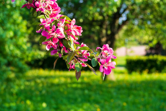 Bright pink apple blossoms on green branch against blurred meadow. Beautiful spring nature in warm sunlight. Perfect background for seasonal designs.