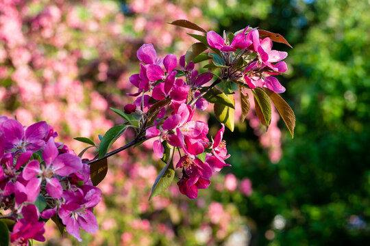 Vibrant pink apple blossoms on branch blooming against soft blurred background. Beautiful spring nature in bright sunlight. Natural background for seasonal designs.