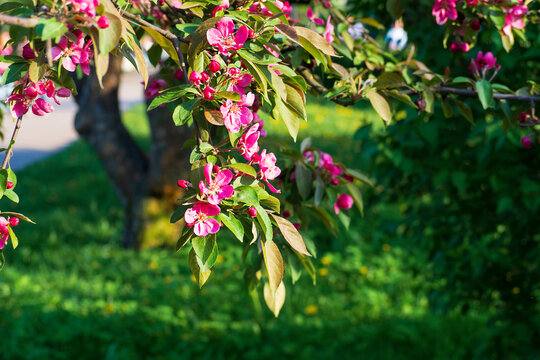 Pink apple blossoms hang from branch with green leaves. Beautiful spring nature against blurred green meadow background in soft sunlight.