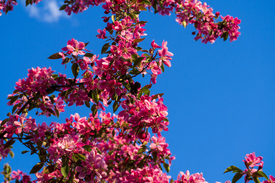 Stunning blooming apple tree branches with rich pink flowers against clear blue sky. Beautiful natural background for seasonal spring design.